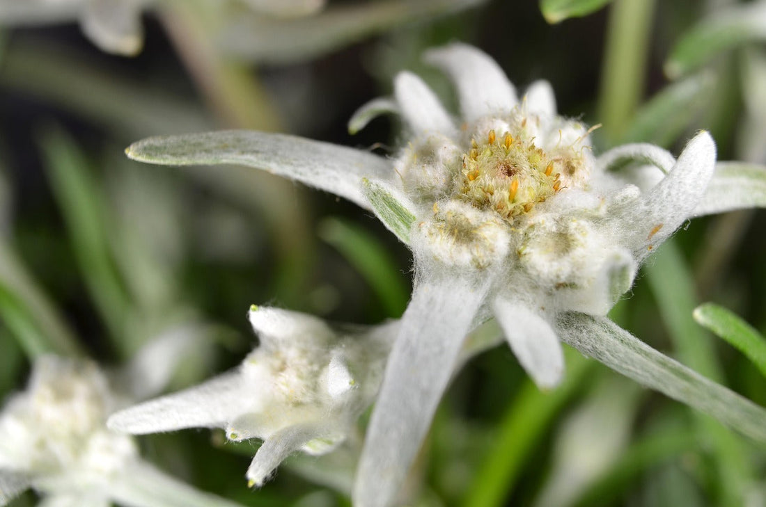 Edelweiss vs Rétinol : deux actifs anti-âge, deux approches différentes